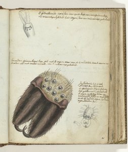 örümcek kafaları by Jan Brandes