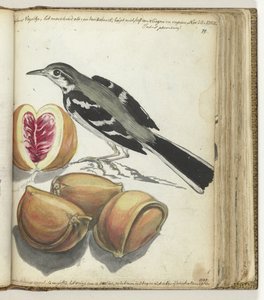 Meyveli Kuyruksallayan by Jan Brandes