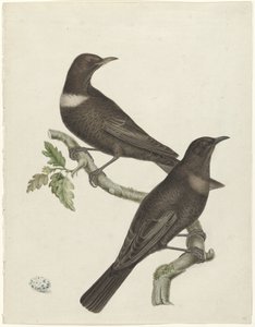 Bir yumurta ile iki halka ardıç kuşu (Purdus torquatus) by Jan Christiaan Sepp (possibly)