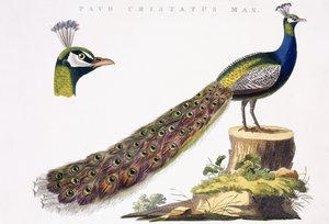 Tavus kuşu, c.1809-1829