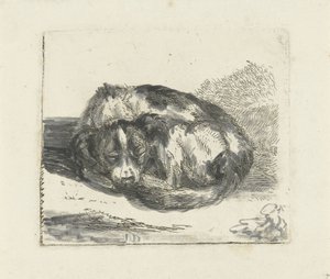 Uyuyan köpek