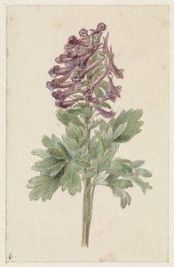çiçek açan Corydalis bulbosa by Jan Jacob Goteling Vinnis