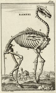 Bir Deve İskeleti, c. 1680