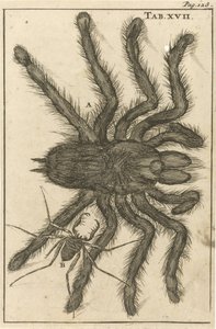 Örümcekler XVIII by Jan Luyken