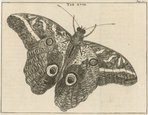 Surinam dev kelebek XVIII by Jan Luyken