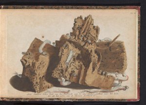 Gemi kurtlarından etkilenen kazık işlerinin parçaları, 1731 Paalwerk aan de Zee-Dyken