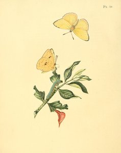 Phoebus senna (sen. Papilio hyperici olarak) by Jan Sepp