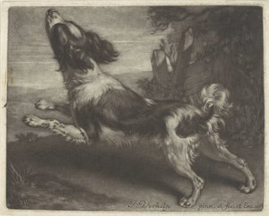 Koşan köpek, muhtemelen bir İspanyol