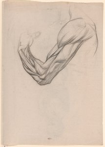 Sağ kol kaslarının anatomik çalışması by Jan Veth