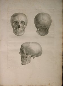 Albinus II, Pl. I, Bernhard Siegfried Albinus (1697-1770), 1729, J.undH. Verbeek, bibliop. 1753, Leiden by Jan Wandelaar