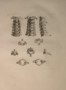 Albinus II, Pl. X: Servikal vertebra, Bernhard Siegfried Albinus (1697-1770), J.undH tarafından yayınlanan 'İnsan kemikleri tablolarından' bir örnek. Verbeek, bibliop. 1753, Leiden, 1729-1753 by Jan Wandelaar