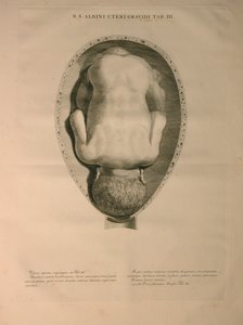 Albinus, Rahim, Pl. III, Bernhard Siegfried Albinus