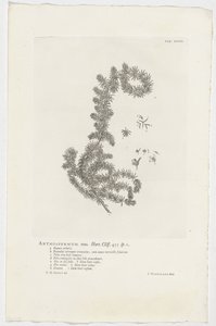 Anthospermum aethiopicum Anthospermum mas. Bahçe. Uçurum. 455 sp. 1 (nesne üzerindeki başlık) by Jan Wandelaar