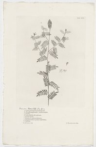 Dalea alopecuroides Dalea. Hort. Uçurum. 363. sp. 1 (nesne üzerindeki başlık) by Jan Wandelaar
