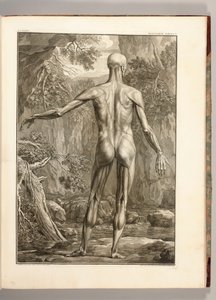 Sırt Kas Gruplarını betimleyen gravür, 1747