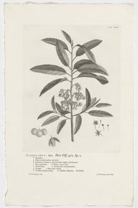 Kiggelaria africana Kiggelaria: mas. Hort. Uçurum. 462. sp. 1 (nesne üzerindeki başlık) by Jan Wandelaar