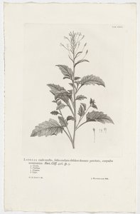 Lobelia cliffortiana Lobelia, dik gövdeli, kordat yaprakları, eski dişli yaprak sapları, sonlandırma kornişi. Bahçe. Uçurum. 426. sp. 3 (nesne üzerindeki başlık)