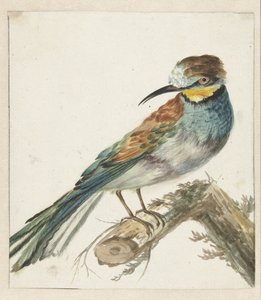 Bijeneter (Merops apiaster) by Jan Baptist Weenix