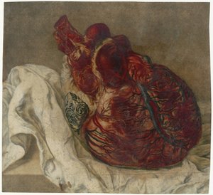 Beyin ve Kalp İzleri Bir insan kalbinin anatomik çalışması by Jan l