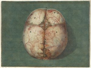 Beyin ve Kalp İzleri Olgunlaşmamış bir bebeğin kafatasının anatomik çalışması by Jan l