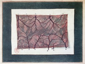 Bağırsak zarının siniri, Ladmiral by Jan or Joannes Ladmiral