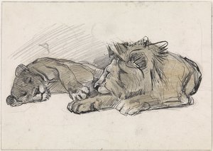 Aslan ve dişi aslan yalan