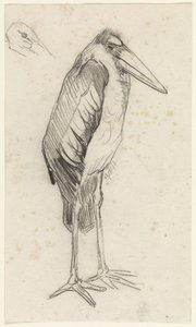 Marabu