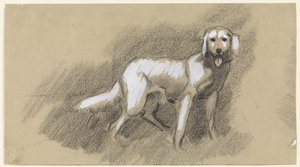 ayakta köpek