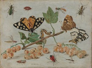 Böcekler ve Meyve, c.1660-5 (bakır üzerine yağ) by Jan van Kessel the Elder