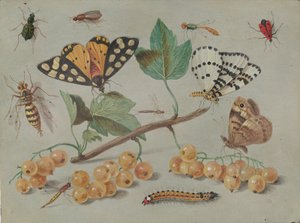 Kelebek ve Böcek Çalışmaları, c. 1655.