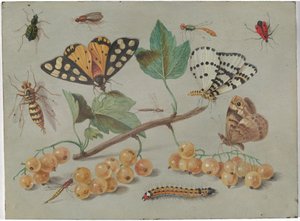 Kelebek ve Böcekler Çalışması by Jan van Kessel the Elder