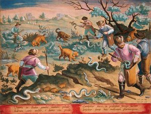 İtalyan Engerek Kurbağa Yiyen, Jan Collaert (1566-1628) tarafından oyulmuş 