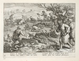 İtalyan Engerek Kurbağa Yiyen, plaka 60, 'Venationes, Ferarum, Avium, Piscium'dan (Avlanma: Yabani Canavarlar, Kuşlar, Balık) çizim, Jan Collaert (1566-1628), pub. Phillipus Gallaeus tarafından, by Jan van der Straet