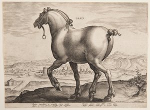 "Equile Joannis Austriaci"nin ilk setinden bir Sakson Atı by Jan van der Straet, called Stradanus