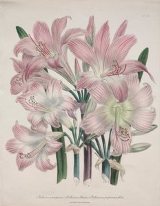 Belladonna Zambak: Amaryllis belladonna