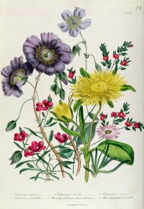 Calandrinia, 