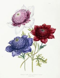 Anemon taç giyme töreninin yetiştirilen çift çeşitleri, 1843-49 by Jane Loudon