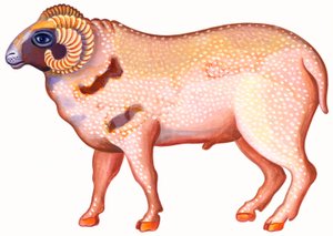Koç Koç, 1996, (mürekkep ve guaj) by Jane Tattersfield