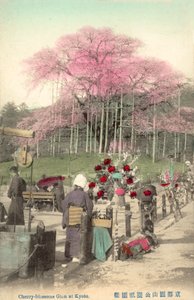 Kiraz Çiçekleri, Gion, Kyoto, Japonya by Japanese Photographer
