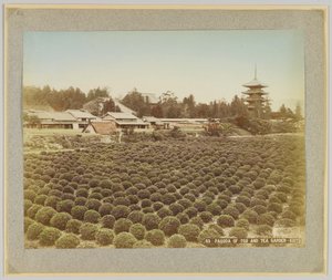 Toji Pagodası ve Çay Bahçesi, Kyoto, Japonya (el boyaması s/b fotoğraf) by Japanese Photographer