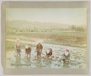Pirinç filizi nakli, Japonya (el boyaması s/b fotoğraf) by Japanese Photographer