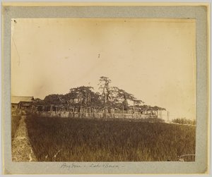 Japonya, Kyoto yakınlarındaki Biwa Gölü kıyısındaki ağaçlar (s/b fotoğraf) by Japanese Photographer