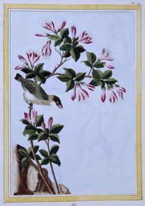 Kuş - Japonca baskı by Japanese School