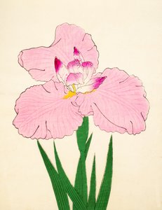 Zafer, of. 90, 1890 by Japanese School