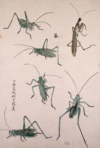 Çekirgeler (renkli tahta baskı) by Japanese School