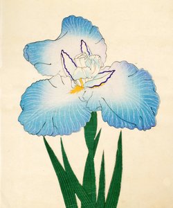 Irojiman, No. 80, 1890 (renkli tahta baskı) by Japanese School