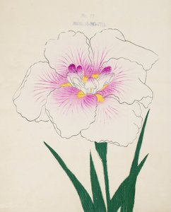Bayan Gino. -İplik, of. 17, 1898 by Japanese School