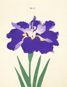 Saiwoga-Uma, No. 53, 1890 (renkli tahta baskı) by Japanese School
