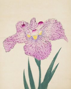 Tanka-No-Koe, No. 15, 1890 (renkli tahta baskı) by Japanese School