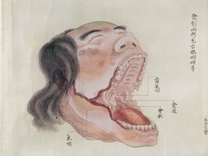Ağız anatomisi, 1796
